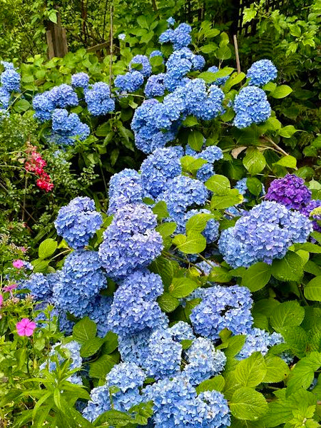 Hydrangeas